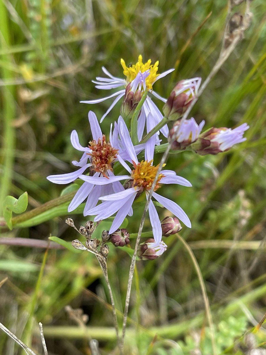#wildflowerhour Sea Aster #HolyIsland