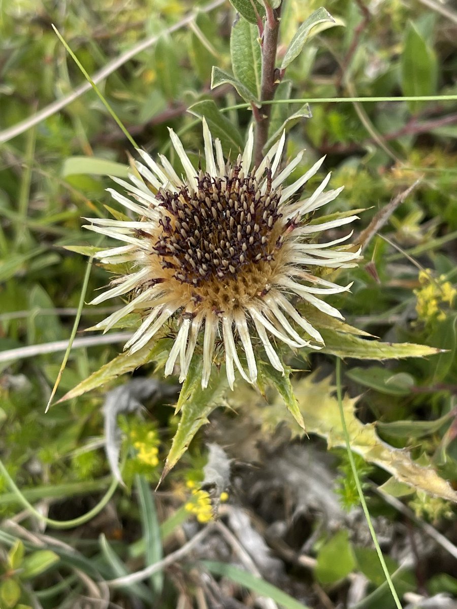 #wildflowerhour Carline Thistle #HolyIsland