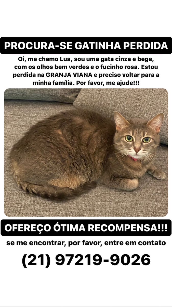 BiancaAndrade's tweet photo. Ela é uma gata caseira e provavelmente está perdida por aqui pela Granja Viana sem saber como voltar para casa. Por favor, espalhem esse cartaz até que chegue na pessoa que está com ela!! https://t.co/Gv1zl2jXBq