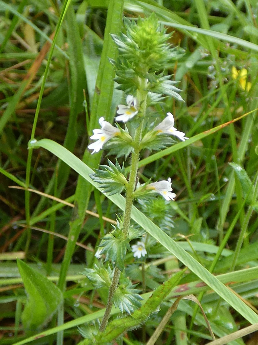 Eyebright flowering along a woodland path #wildflowerhour