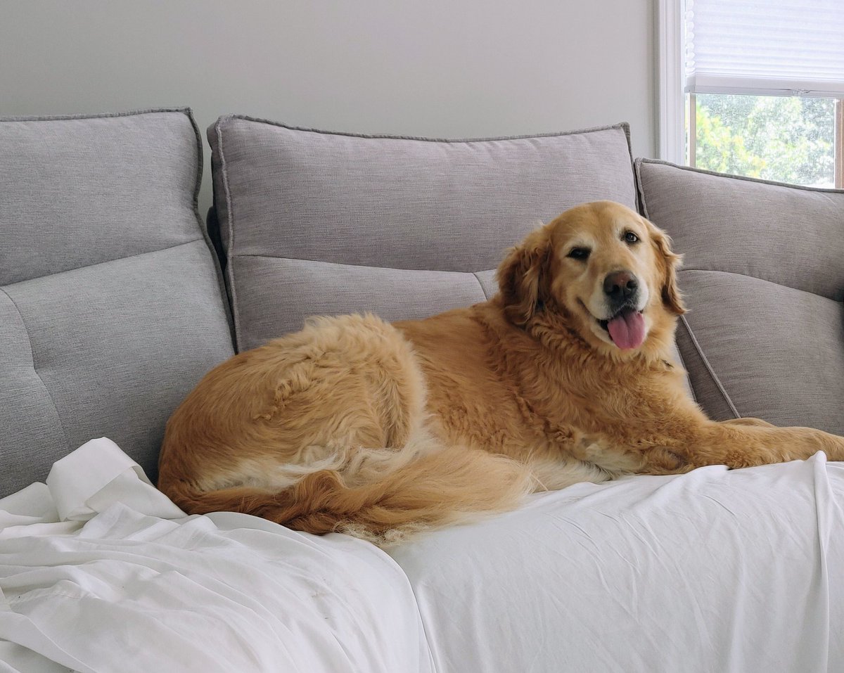 HeatherWit's tweet image. #Goldens #Sunday #MyFavoriteGirl