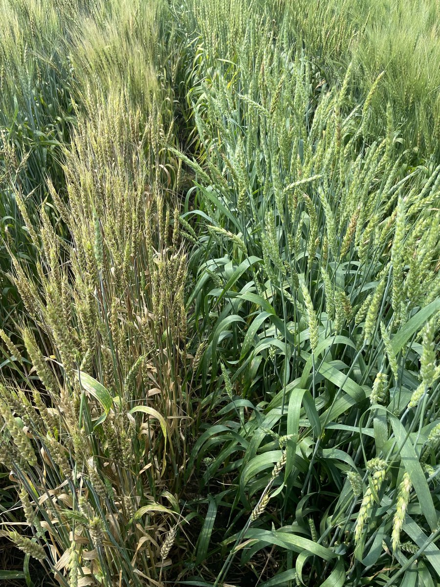 A tough #agresearch decision (not really) in this #wheat screening nursery in Manitoba #mbag