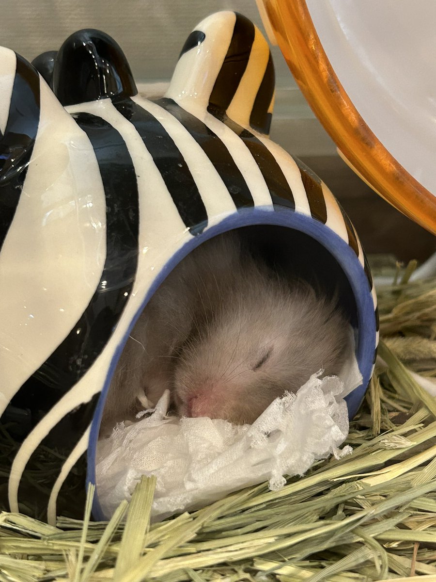 mochio2019's tweet photo. スヤァ https://t.co/Kg5JZOrl8C