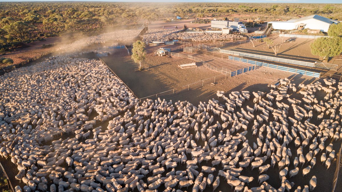 We love to see where our rams go when they leave our care.
This is shearing at Oakden Hills, a beautiful slice of SA. Bruce and Julie are valued clients and our very good friends.
Over 3-4 weeks, 30,000+ sheep pass through the Oakden Hills woolshed. 
#merinowool #australianwool