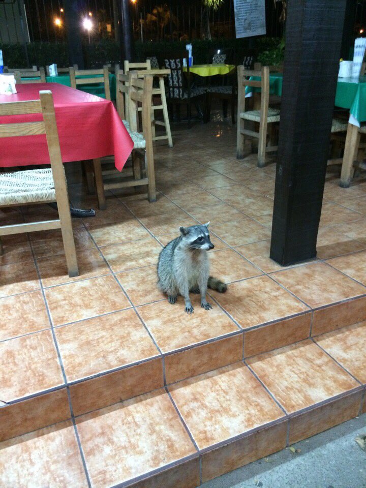 sweetraccoons's tweet photo. Dreaming of a romantic dinner at Taqueria Los Mapaches https://t.co/NhfhjwsYjM