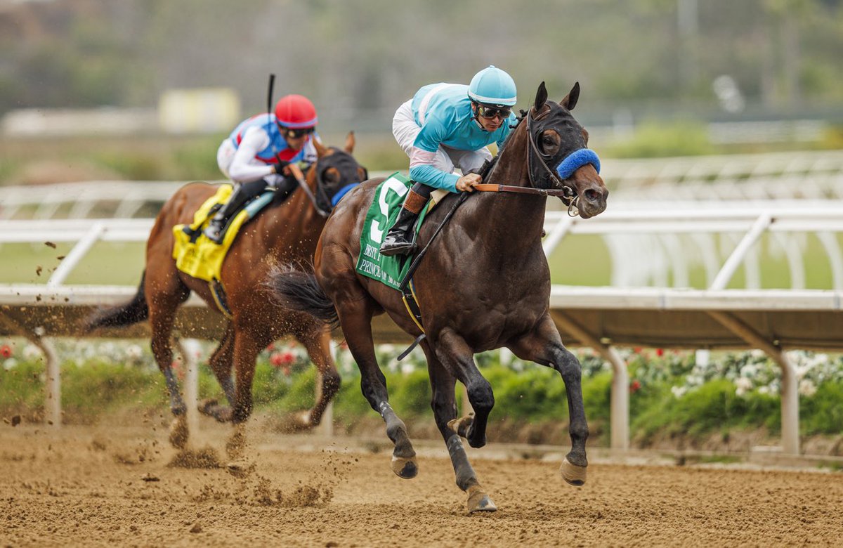 A_Evers's tweet image. Prince of Monaco holds the fastest 6f time @DelMarRacing this season winning the Best Pal Stakes. 1:09.19!! A very cool son of Speightstown   !!