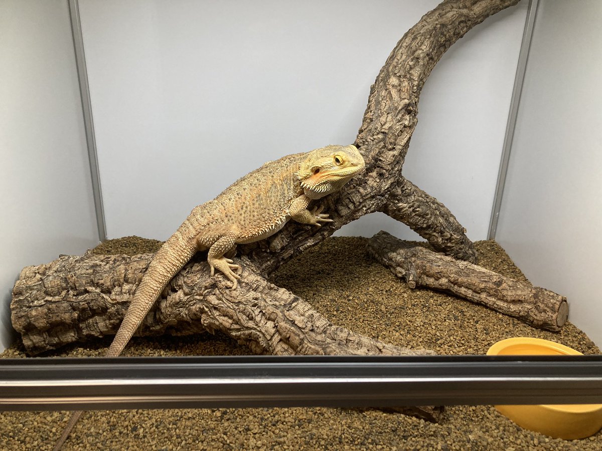 nekoziro99's tweet photo. この度はありがとうございました🙇
とても気に入りました😊

コーン🐍を引っ越しさせるつもりで色々用意してたら…
何故かかみさんの連れ帰ったフトアゴ🦎が入ってました…💦

これからライト類取り付けます😆 https://t.co/ymbJvRNY6k