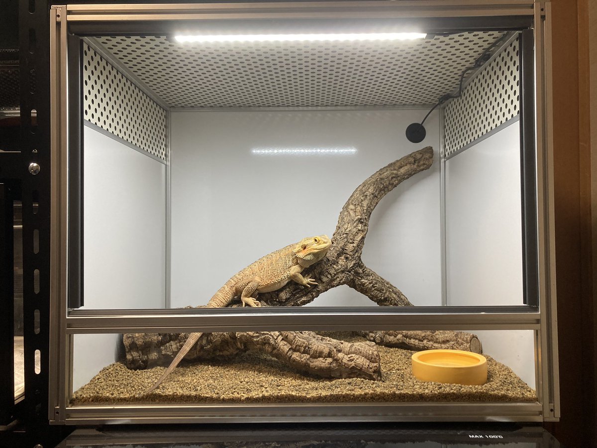 nekoziro99's tweet photo. この度はありがとうございました🙇
とても気に入りました😊

コーン🐍を引っ越しさせるつもりで色々用意してたら…
何故かかみさんの連れ帰ったフトアゴ🦎が入ってました…💦

これからライト類取り付けます😆 https://t.co/ymbJvRNY6k