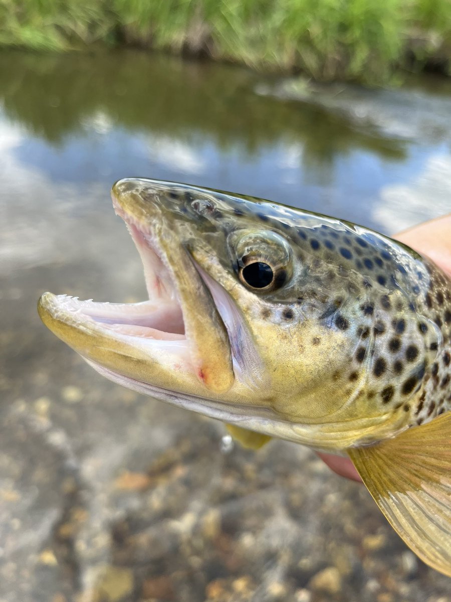 brenthitson's tweet photo. More #flyfishing in the Great State of #Montana with @montanaangler https://t.co/qlCNvMJS7H