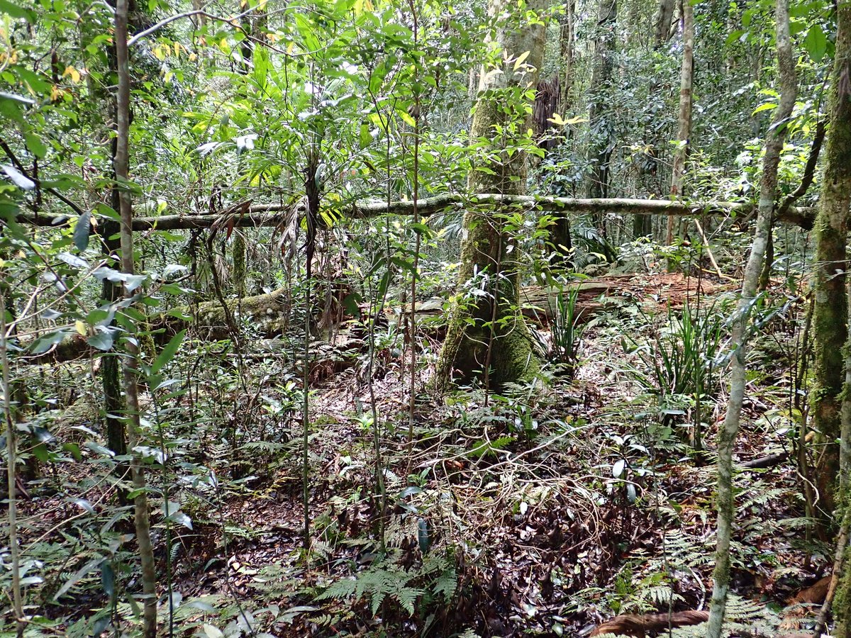 Working in tropical forest can be wild, beautiful, and extremely challenging . Photo courtesy of Peter Green @Latrobe, taken in O'Reilly's #LTER plot, Lamington NP. Tree and seedling data from this plot stretch back to 1963. A truly phenomenal research effort #austropics #Ozflora