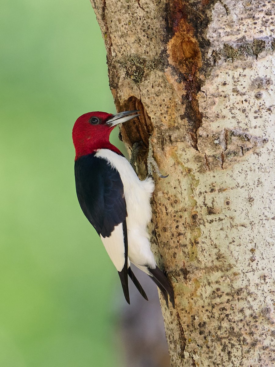 BazzasPhotoLife's tweet photo. 𝐑𝐞𝐝-𝐡𝐞𝐚𝐝𝐞𝐝 𝐖𝐨𝐨𝐝𝐩𝐞𝐜𝐤𝐞𝐫 chatting with something in the hole!

@bazzasphotolife on Instagram and Facebook.
#Ontariowildlife #birds https://t.co/phcsZDI5wY