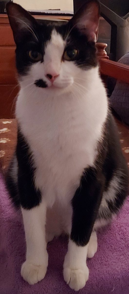 Dinner time now! I want my dinner! How could you go out? Dinner!! #tuxedocat