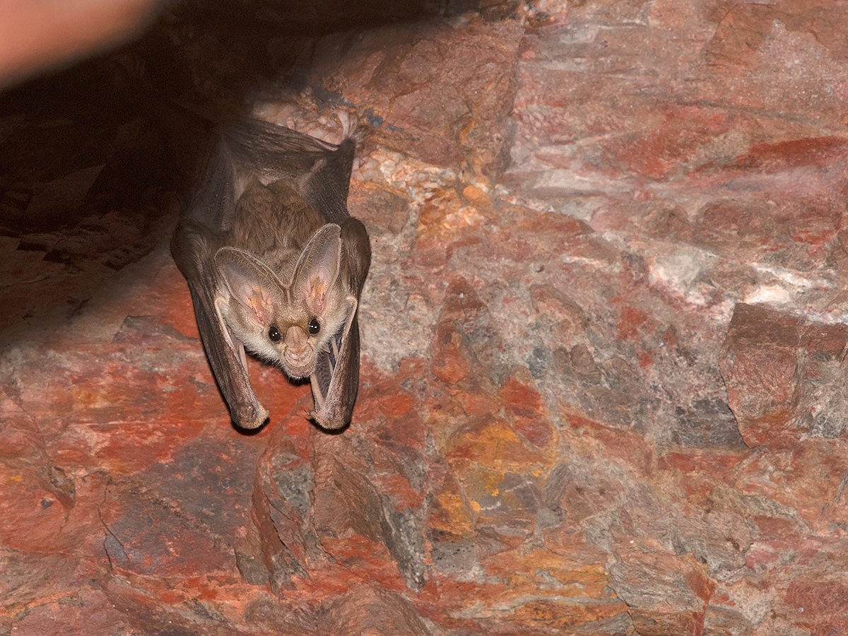 timbawden's tweet photo. Its down to the top 10 - time to vote for the Australian Mammal of the year - lets go Ghost Bat! - https://t.co/TlrcadLVcU - #AusMammalOfTheYear https://t.co/VwfIh5SG2D