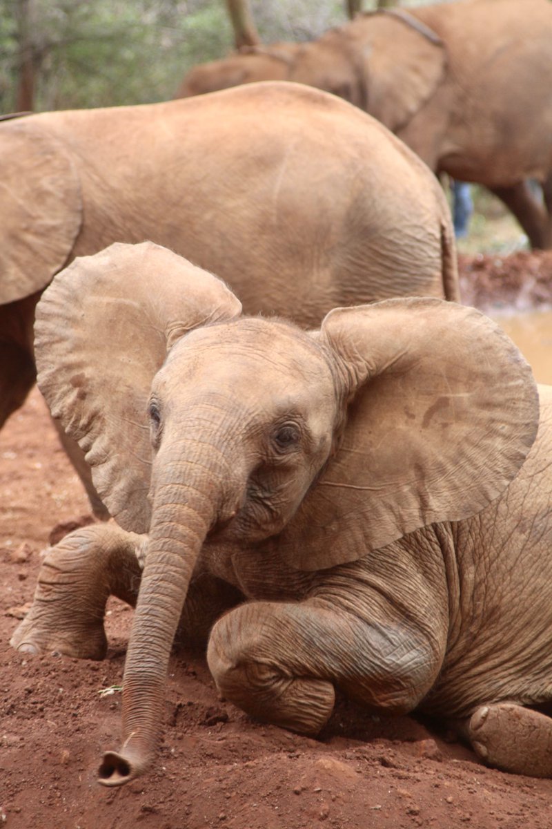 Wondering if <a href="/SheldrickTrust/">Sheldrick Wildlife Trust</a> can help me identify this Nairobi orphan. I visited in July and would love to know who I captured here! Thank you for all your efforts to protect &amp; care for these beautiful animals.