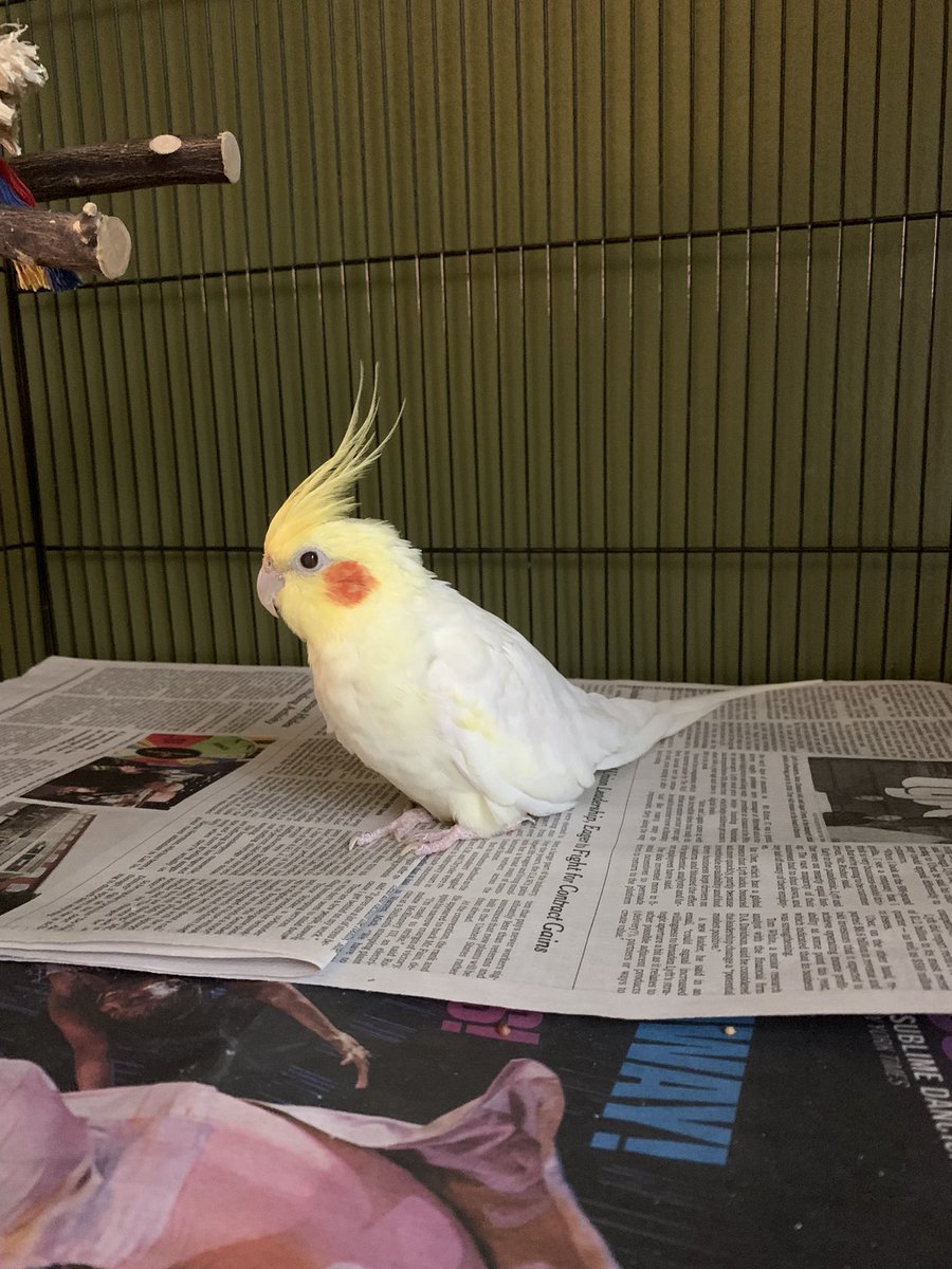 Pesto and Alfred(o) tweet media
