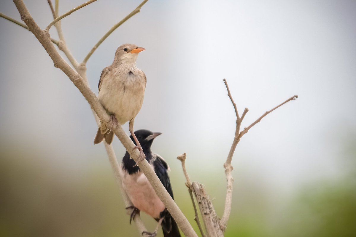 AtifTaj10's tweet photo. Rosy starling
.
Clifton urban forest
@sindhwildlife @dawn_com @GreenPkTV @Britnatureguide @urban_clifton @Masoodlohar @OrnithoPakistan @Natures_Voice @natgeowild @NikonUSA https://t.co/sWArcWQ2Kl