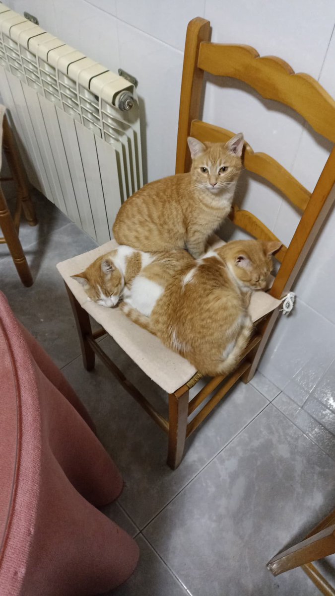 11Ramonpc's tweet photo. @nndres_ 😻😻 https://t.co/1h3DBV4tp3