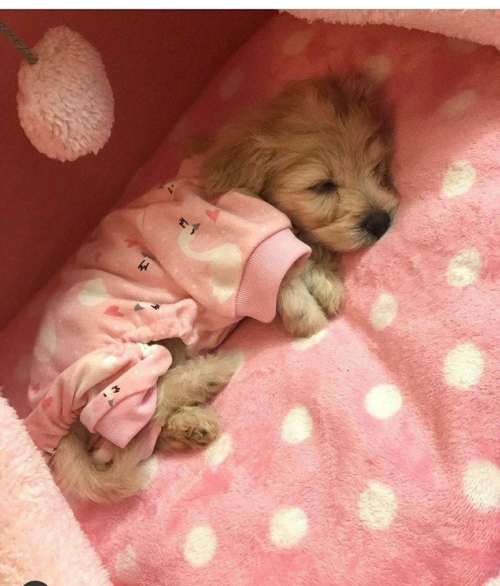 💖 (@twaniimals) on Twitter photo 