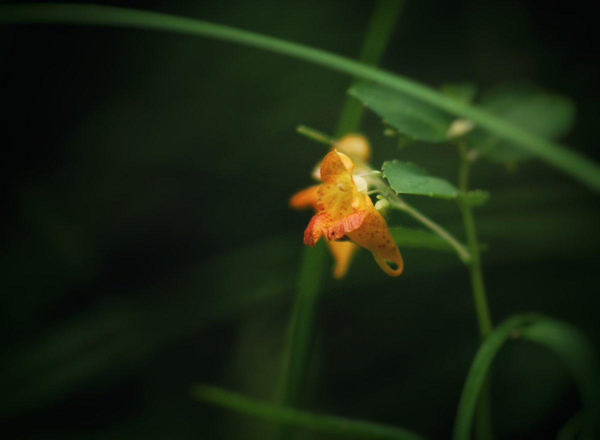 Impatiens capensis - Orange Jewelweed

From last Tuesday. I was on the return and noticed a flash of orange. This was my first encounter with this flower/plant. It's been an amazing adventure, watching one small area transform through the seasons. I'm excited to see it through.