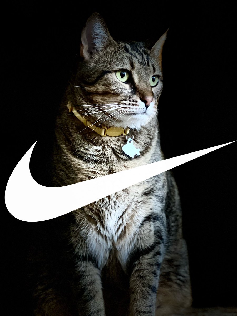 ookens's tweet image. Taking care of my sister’s cats for the week means I get to launch national ad campaigns using their likenesses