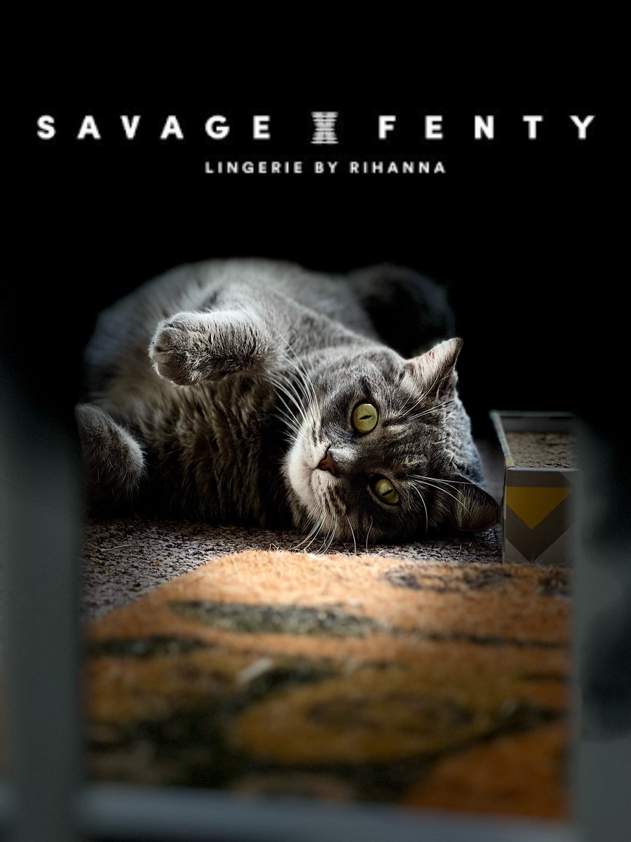 ookens's tweet image. Taking care of my sister’s cats for the week means I get to launch national ad campaigns using their likenesses