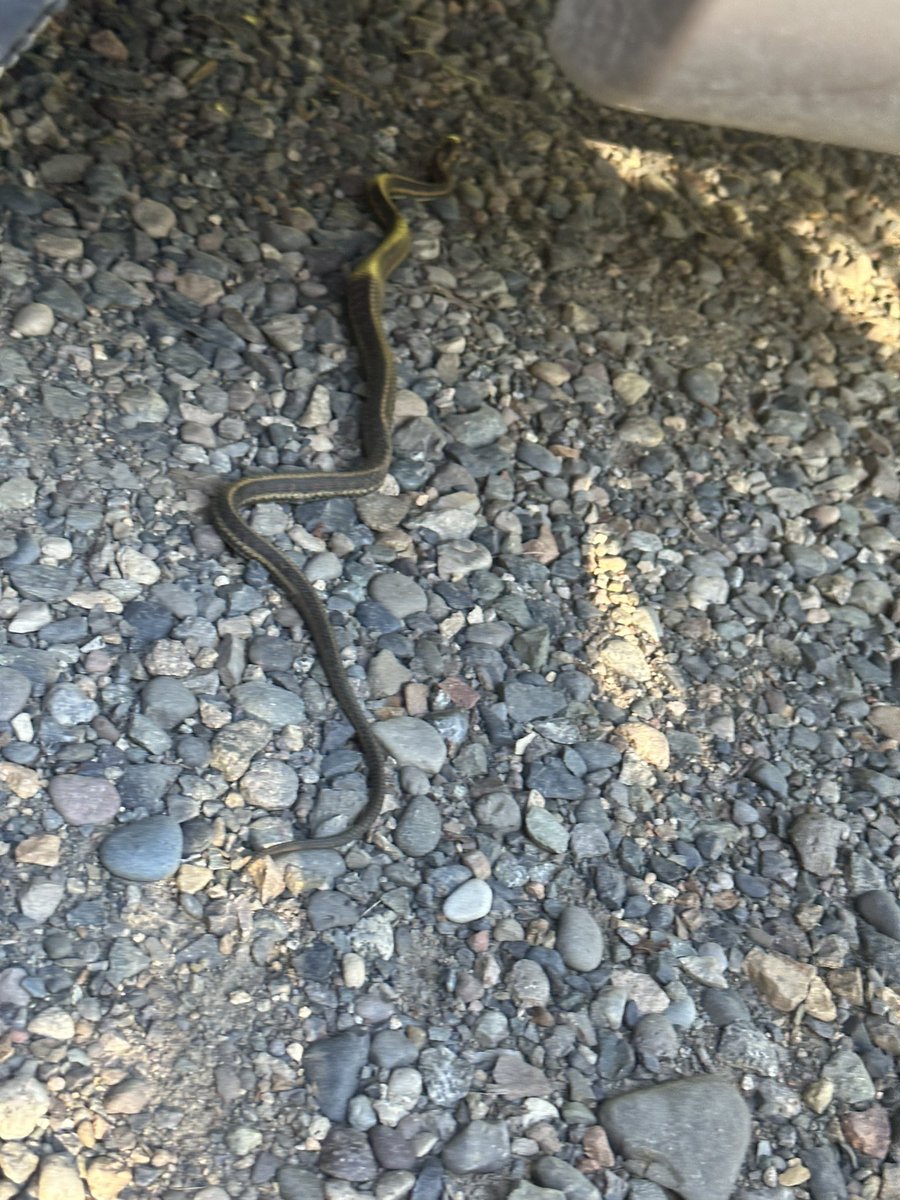 Cynw9's tweet photo. @bcmagazine sitting on the steps of my motorhome and this cutie slithered within an inch of my foot and kept going. #BCSnakes #camping #britishcolombia #canada #slitheryfriend https://t.co/7oC9UNl8Y8