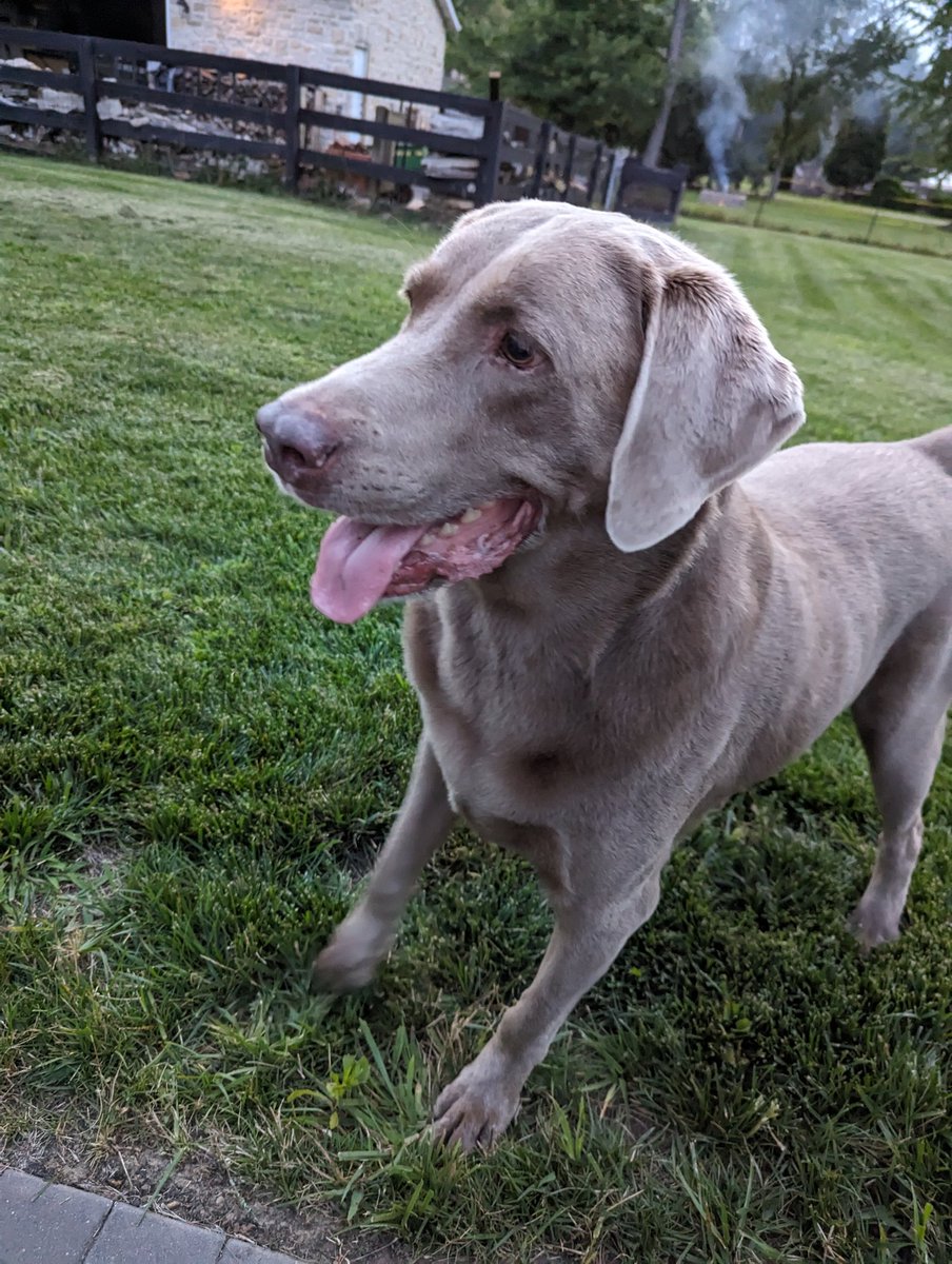 smlaser's tweet image. Ready for the throw!! 
#throwtheball #dogsoftwitter