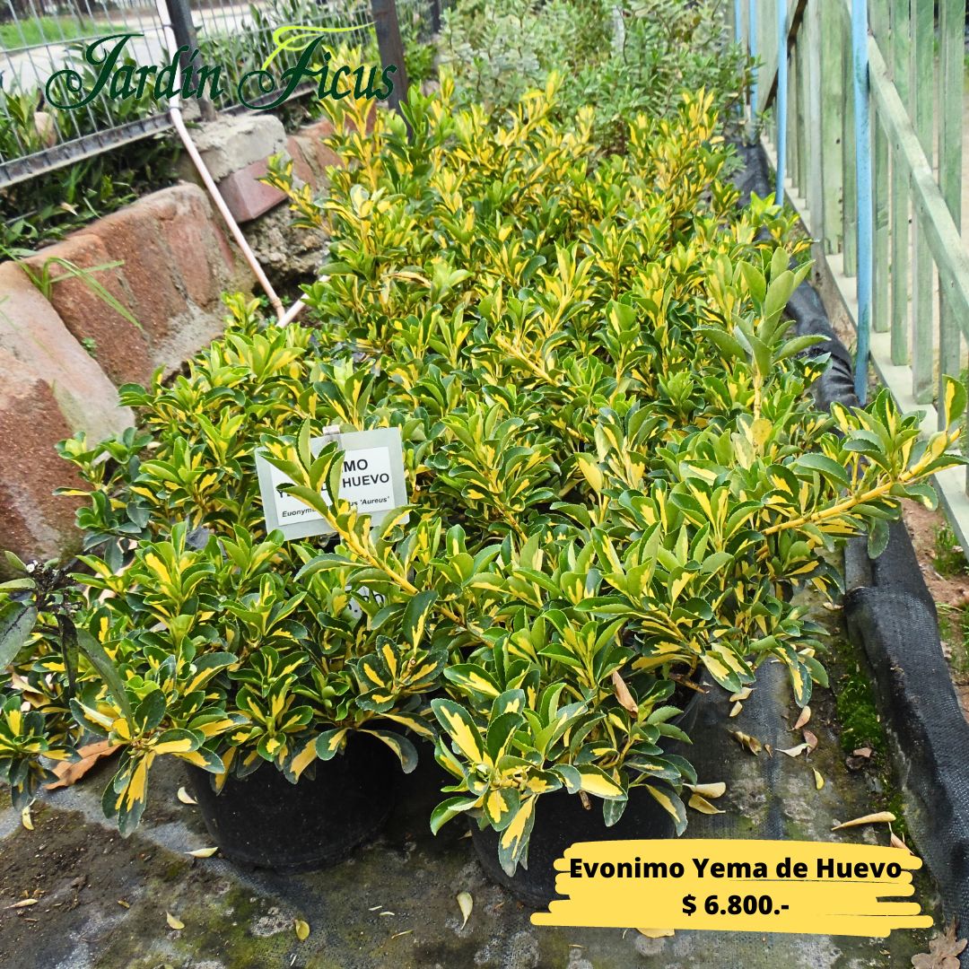 ficus_jardin tweet picture