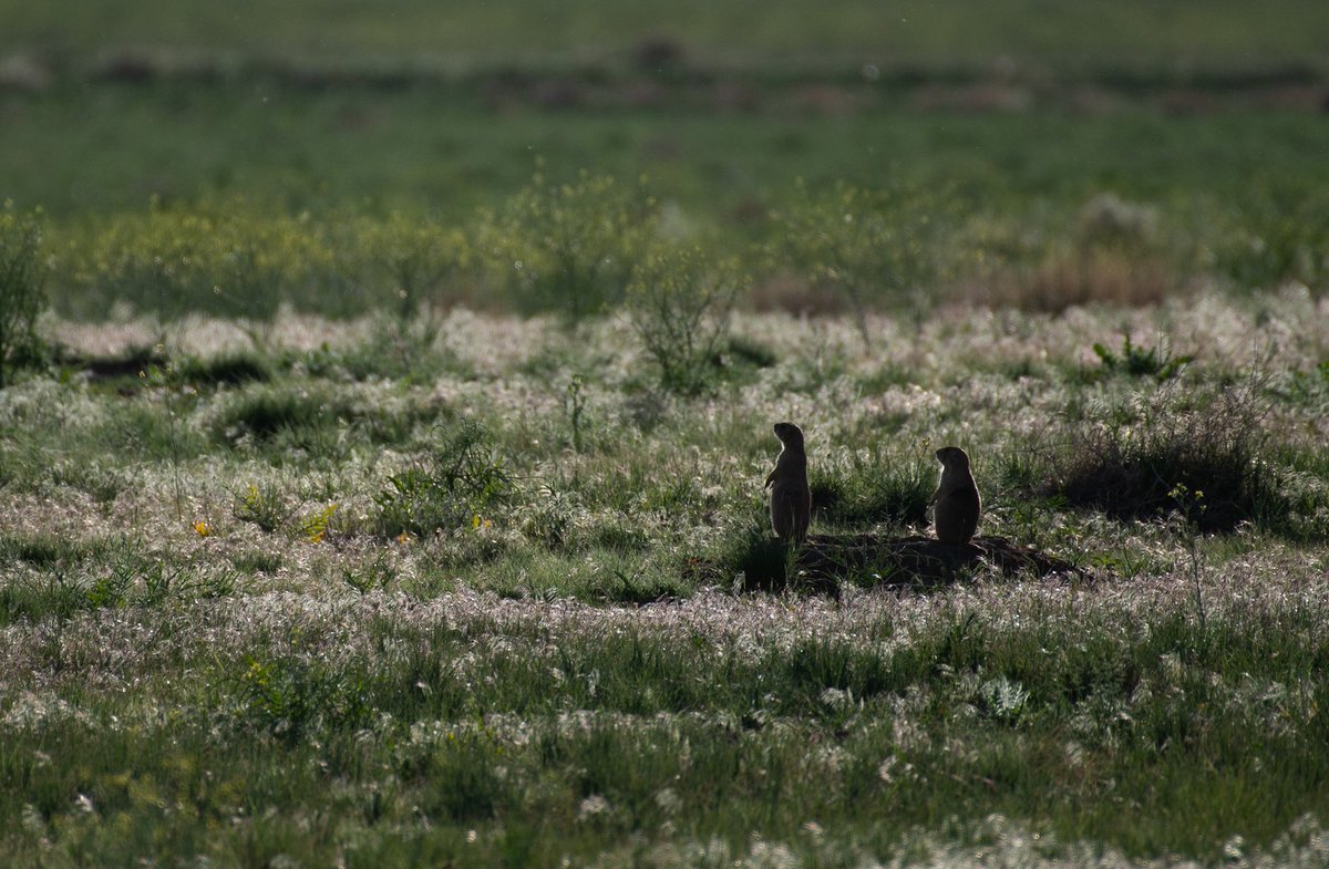 Jassnight's tweet photo. I am producing a printed journal of the first “Go-West Trip” from last year and I just love these photos of the prairie dogs I photographed outside of Denver in the Rocky Mountain Arsenal National Wildlife Refuge. Love these little doggies! #prariedogs #rockymountainarsenal https://t.co/llkJKcz4JM