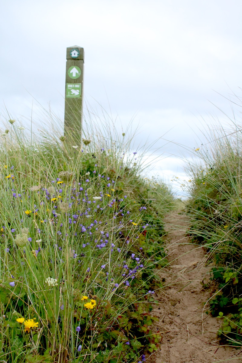 Mr_foxall's tweet photo. Fantastic display of harebells in the sand dunes at Formby yesterday #wildflowerhour #harebellchallenge https://t.co/YYfGUY53ib