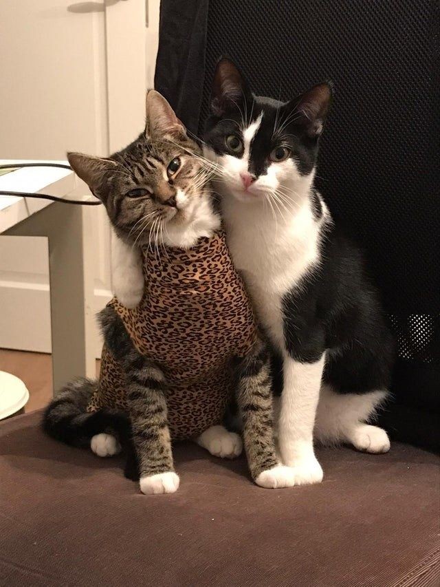 taehyun as cats (@taehyuncats) on Twitter photo 