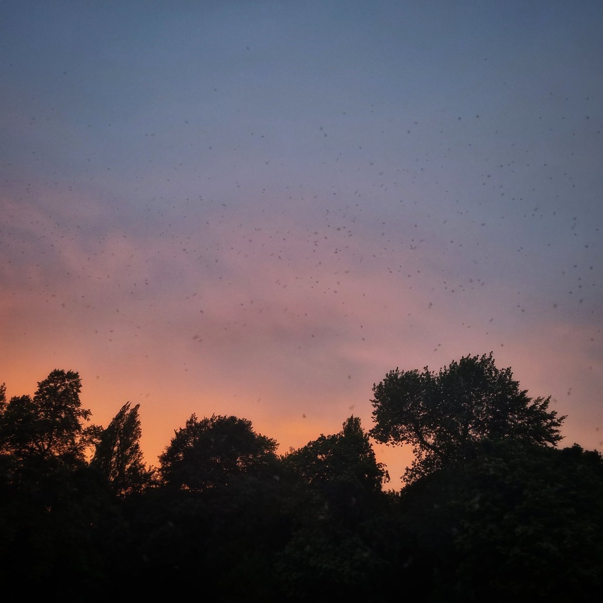 A real bounty of swifts and martins in the skies over the lake in  <a href="/ILoveSeftonPark/">The Friends of Sefton Park</a> tonight. You can see here, the feast of flying insects which will fuel the birds' long journey to sub-Saharan Africa soon. <a href="/WriterHannahBT/">Hannah Bourne-Taylor</a>