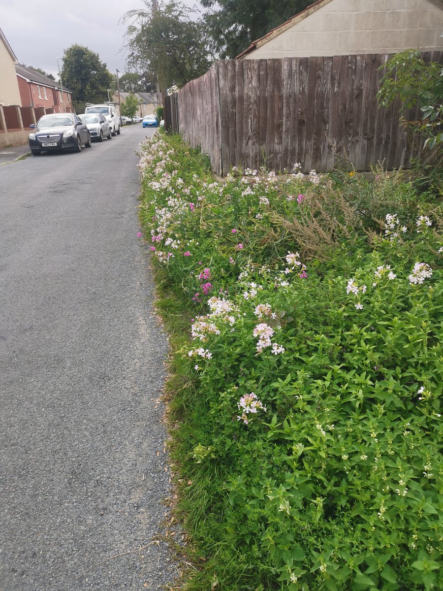 Elm Leaf Bramble (Rubus ulmufolius) blackberries starting to ripen at Boyton Hall, mainly been picking Himalayan Giant (Rubus armeniacus) in town so far. Soapwort (Saponaria officinalis) in flower along Takers Lane