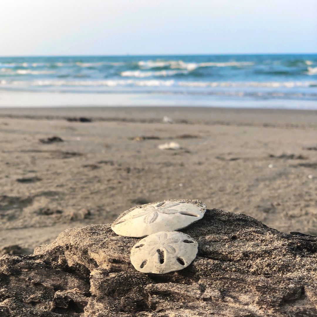 #SandDollars are animals, closely related to sea urchins. They use hundreds of tube feet to move & filter feed. When they die, they become hard star-printed discs.

Remember when you see a sand dollar, it used to be alive! It's best to take nothing from the #beach but photos!
