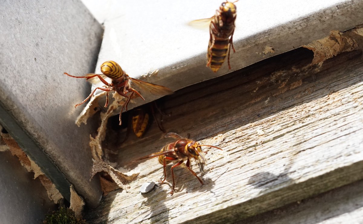 JCGardener's tweet photo. Have been lucky enough to find a hornet's nest this summer. Fascinating to watch their comings and goings. https://t.co/CAWPuKFjzg