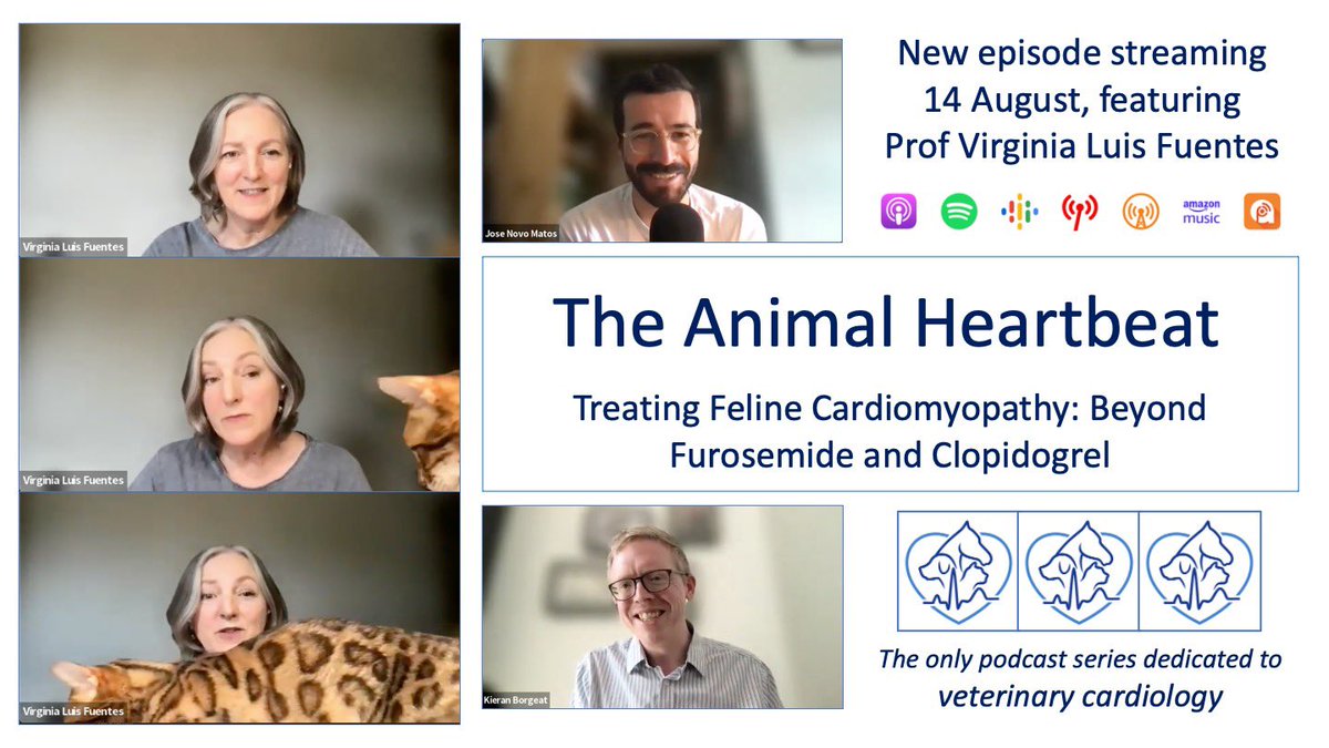 The Animal Heartbeat podcast (@heartbeat_pod) on Twitter photo Join us tomorrow for a BRILLIANT guest: Prof Luis Fuentes from the <a href="/RoyalVetCollege/">Royal Veterinary College (RVC)</a> - we discuss treating feline cardiomyopathy, beyond furosemide and clopidogrel.
#podcast #veterinarymedicine #veterinarycardiology #vetlife #vetcardio #cardiology #felinemedicine <a href="/J_NovoMatos/">Jose Novo Matos</a> Join us tomorrow for a BRILLIANT guest: Prof Luis Fuentes from the <a href="/RoyalVetCollege/">Royal Veterinary College (RVC)</a> - we discuss treating feline cardiomyopathy, beyond furosemide and clopidogrel.
#podcast #veterinarymedicine #veterinarycardiology #vetlife #vetcardio #cardiology #felinemedicine <a href="/J_NovoMatos/">Jose Novo Matos</a>
