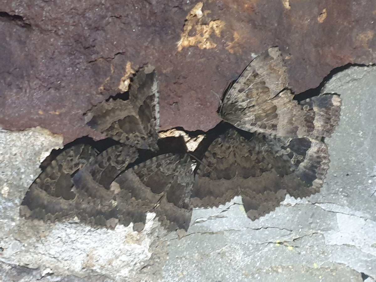 It was all happening in the local culvert at lunchtime.
57 Old Lady gathered on the ceiling. Two optimistically wafting pheromones about, despite the early hour.
Also newly arrived were 2 Peacock and 2 Herald. My first #HibernatingHeralds of the season! 🥳