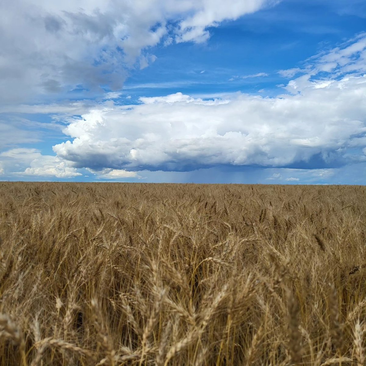 JennSchreyer's tweet photo. #mbstorm #wheatfield #beautifulview
Just south of Oak Bluff looking NW https://t.co/mvt8EJZnHh