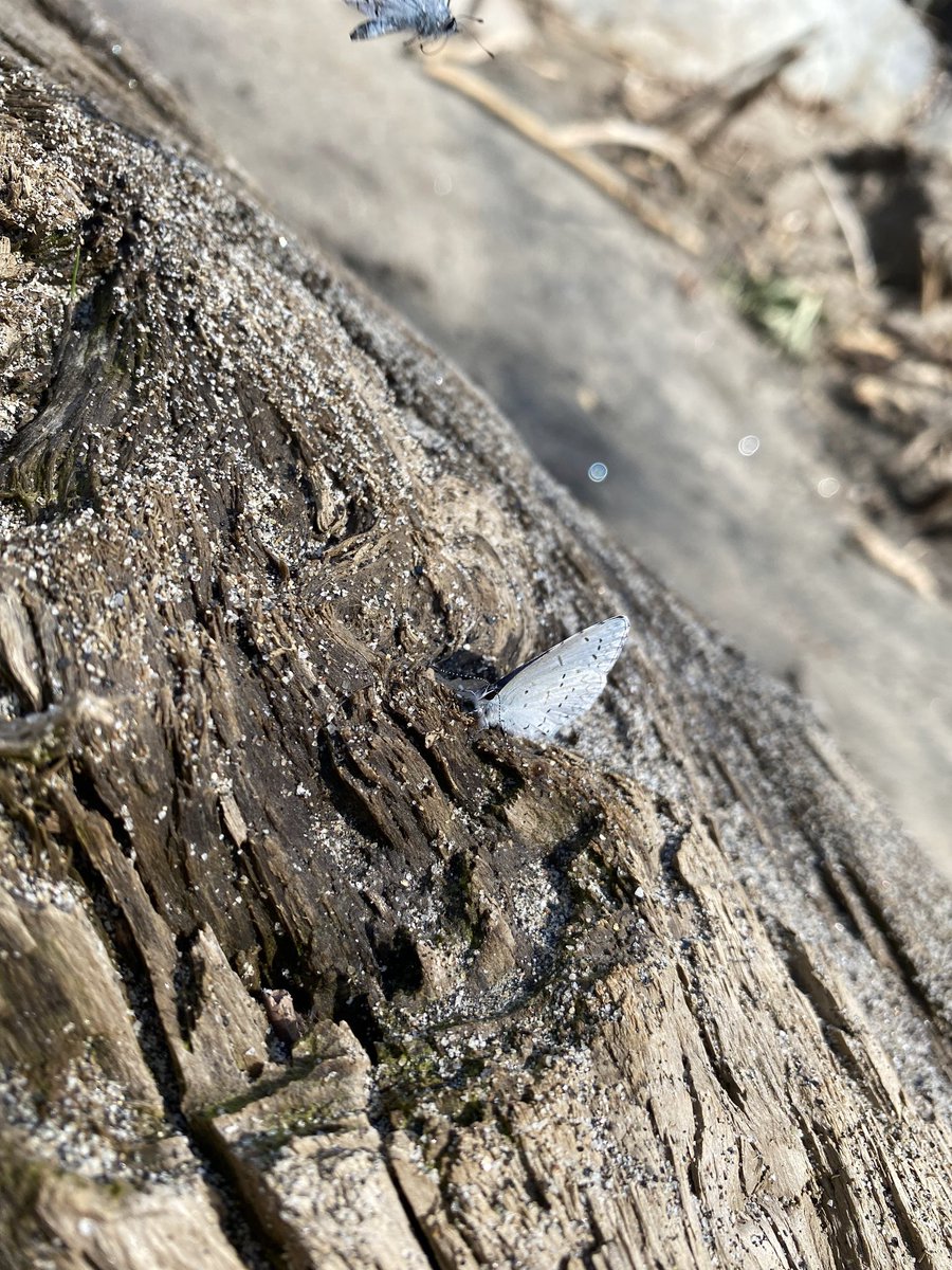 Mr_Stephens559's tweet photo. @SequoiaKingsNPS #STEPHENSVIEW #Silver #Butterflies #beautiful #nature #LoveStory #NatureBeauty #BetterTogether https://t.co/nC5nxRRUO0