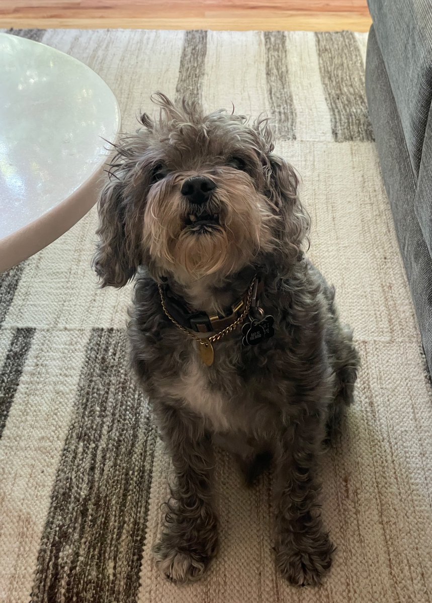 Lauren LoPrete tweet media