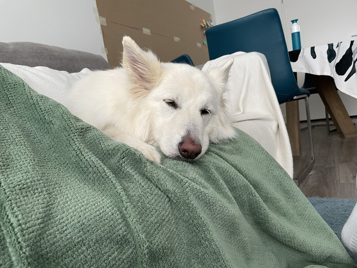 Johnny__Five's tweet photo. @MMOsyl Monty is the cutest. Here is a sleepy sister. https://t.co/B5wV4ZIDsH