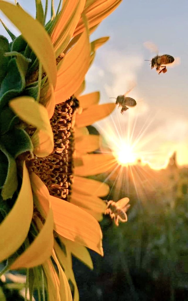 MichelleAmlove's tweet photo. La #polinización

#InteligenciaArtificial https://t.co/R3kfdJgvpb