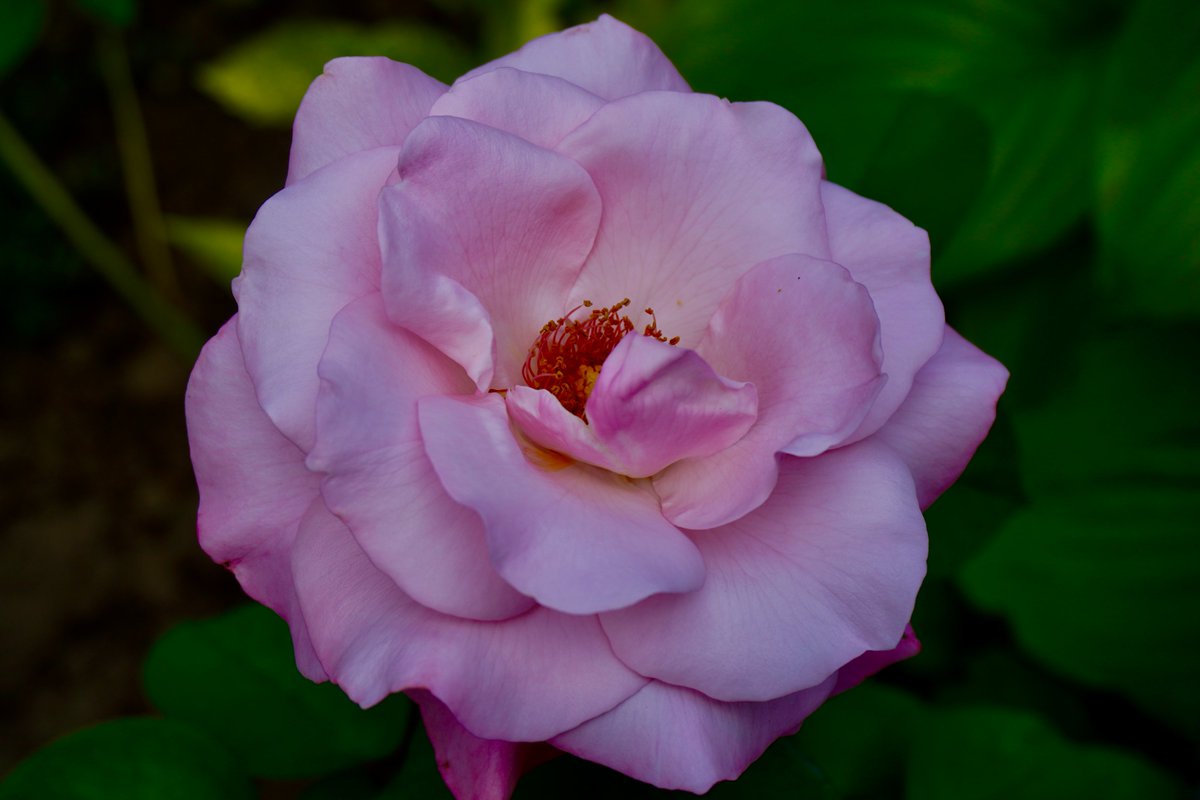 jania456's tweet photo. Rose in my parent's garden #roses #NaturePhotograhpy #garden #flowers https://t.co/rInEl3Z1lS