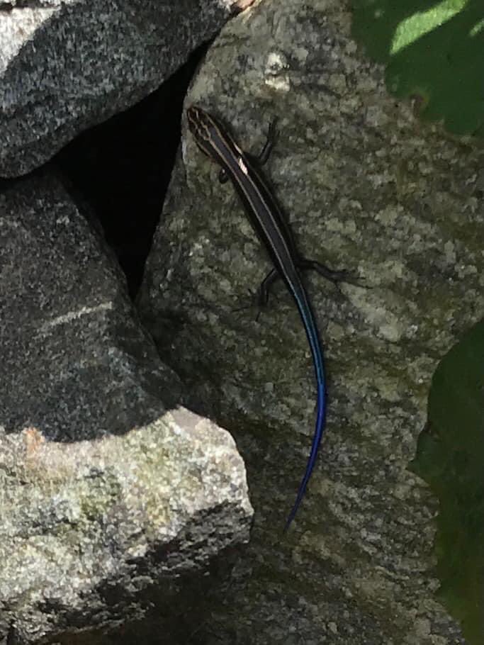 Some visitors and a blue tail skink at the pollinator garden today!
#fairfax #FLAP #lakeaccotink #FCPA #FCPS