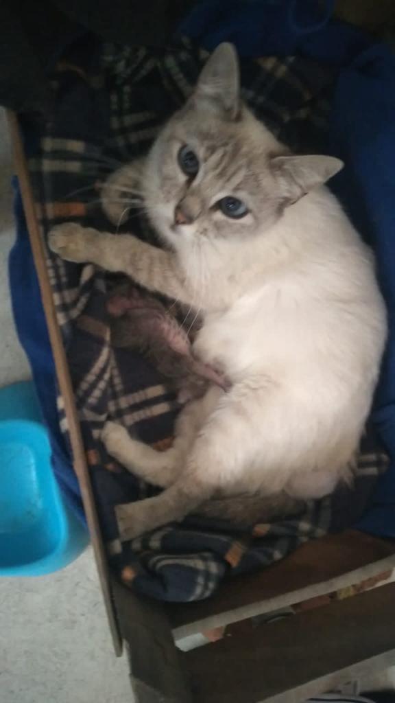 Gatuna Lineal 🐱🐈🐶🐕🐾 tweet media