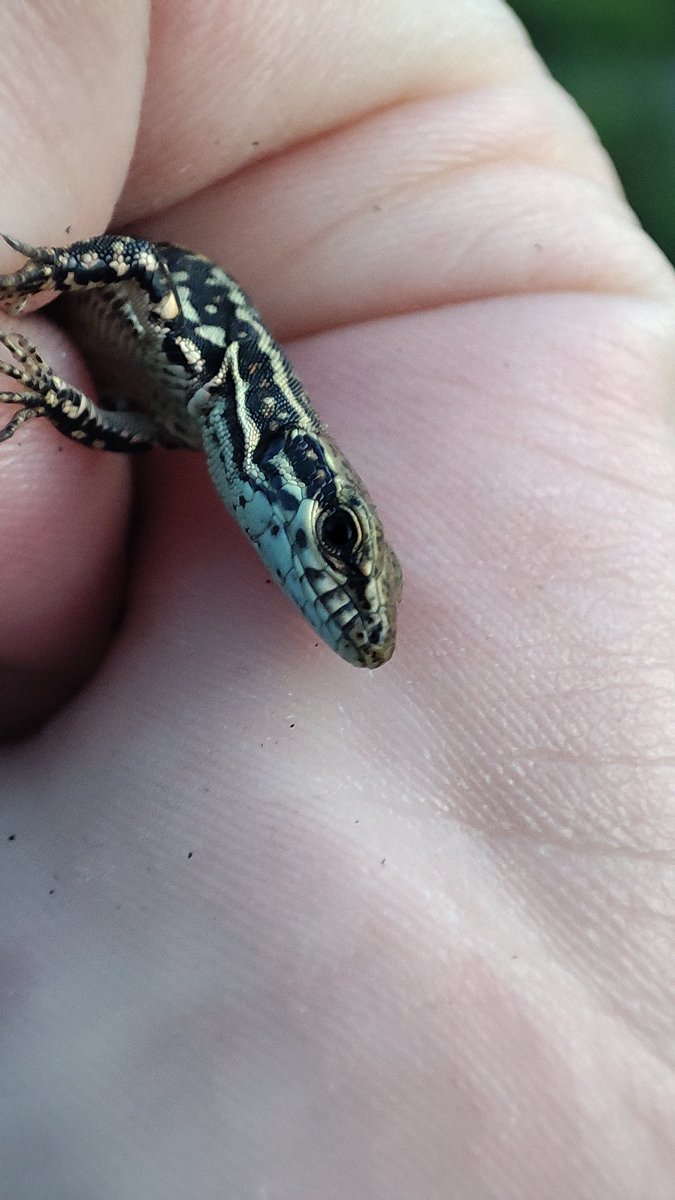 Snowingom's tweet photo. Called him Gilbert
Gilbert says hi https://t.co/90DAQvHzcp
