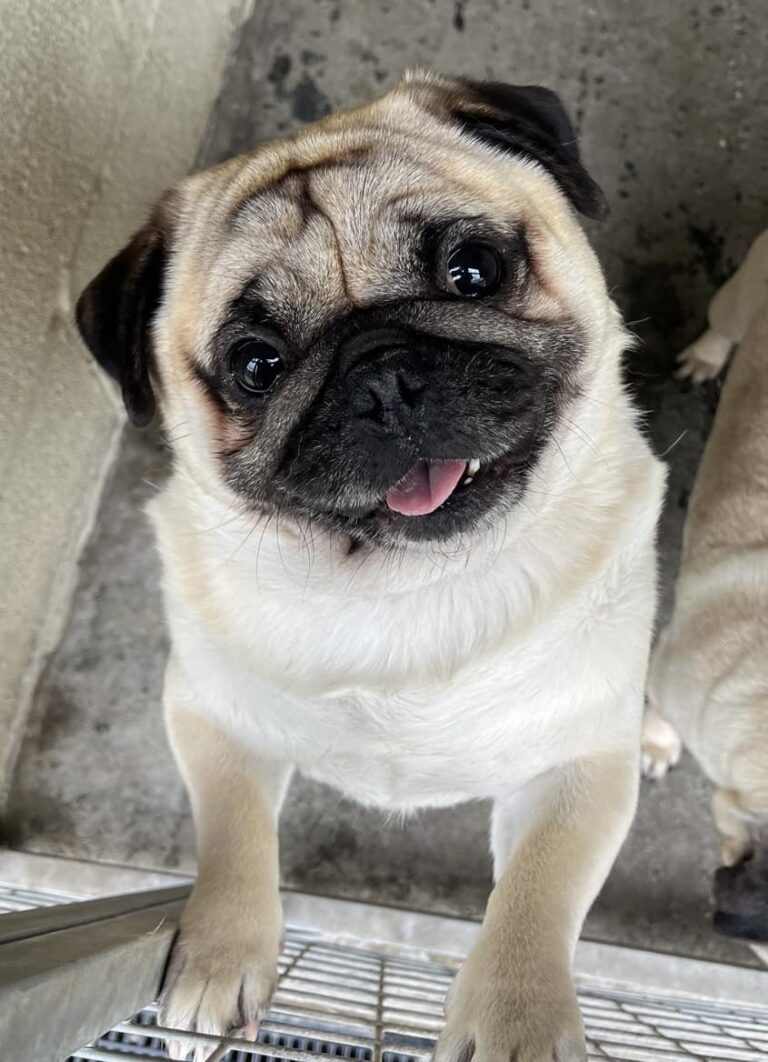 AdoptionsUk's tweet photo. Please retweet to help Popcorn find a home #YORKSHIRE #UK 
Lovely little character, Pug aged 4. He can live with a female, neutered dog, a cat and children aged 7+. He's due surgery for his breathing. Please contact the shelter for information. 
DETAILS or APPLY👇 https://t.co/VcHsQiEfqd #dogs #Pugs #Rotherham #Leeds #Sheffield
