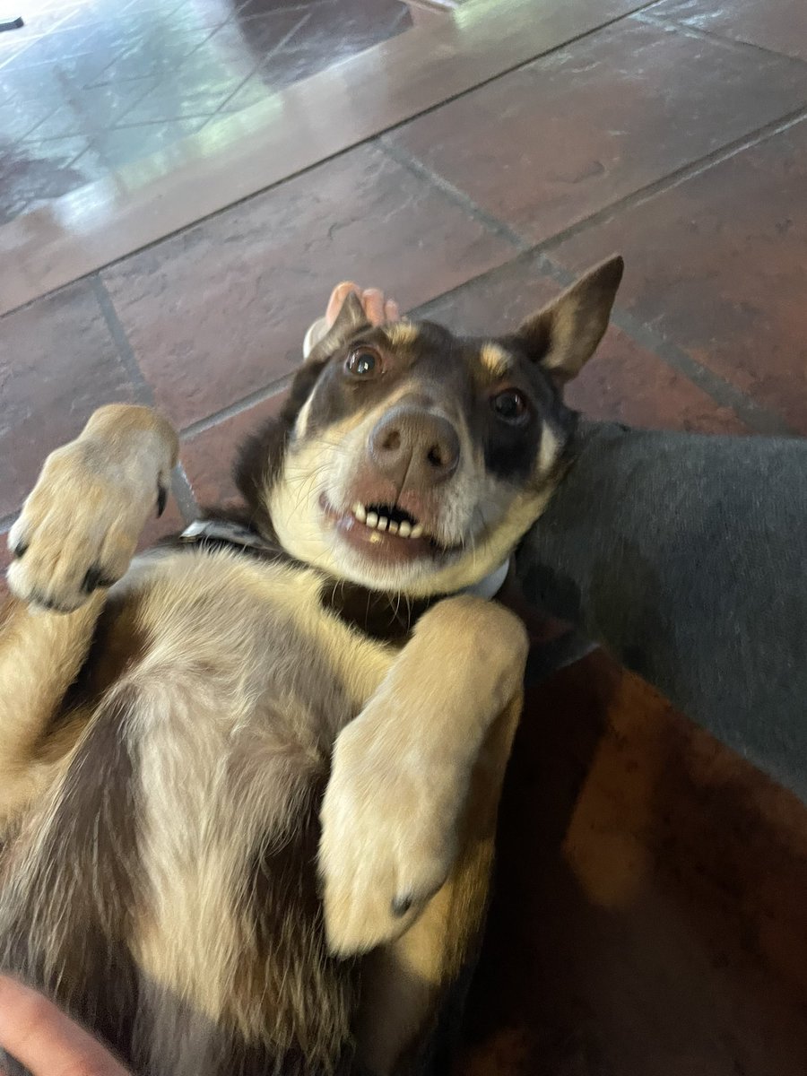 Murcielago o pastel?