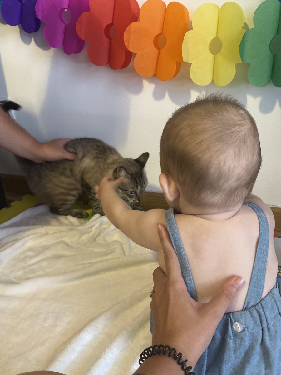 Poco a poco 🐈‍⬛