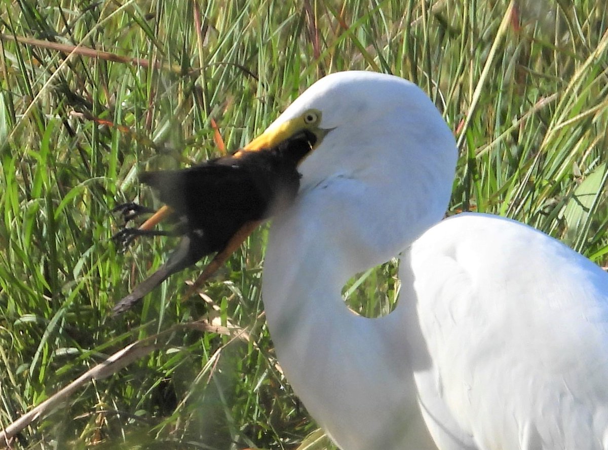 TTFNC's tweet image. 2 new #NatureNotes published #openaccess in our #LivingWorld journal, each documenting birds preying on other birds in #Tobago. Member Matt Kelly observed a Great #Egret killing &amp;amp; eating an Ani + a Laughing Gull eating an Elaenia.😮
ttfnc.org/livingworld/in…
ttfnc.org/livingworld/in…